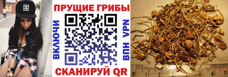 Купить где  Сортавала  Псилоцибиновые грибы Psilocybe 